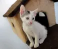 Bolinho