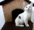 Bolinho