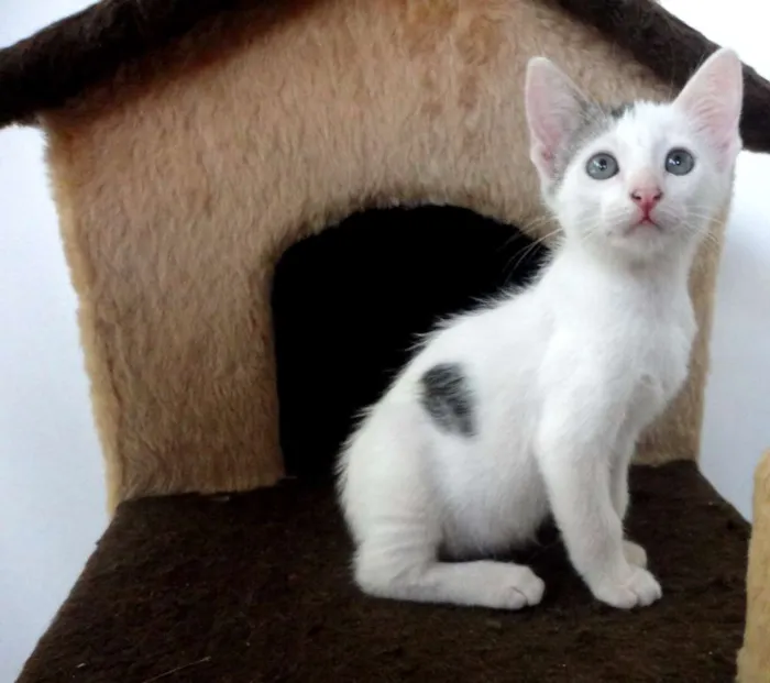 Gato ra a SRD idade 2 a 6 meses nome Bolinho
