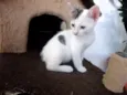 Bolinho