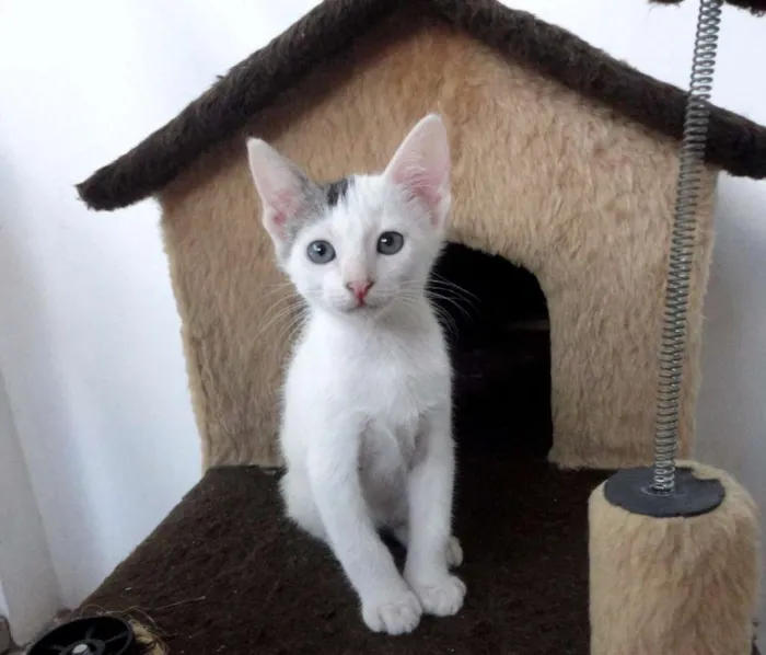 Gato ra a SRD idade 2 a 6 meses nome Bolinho