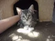 Julie