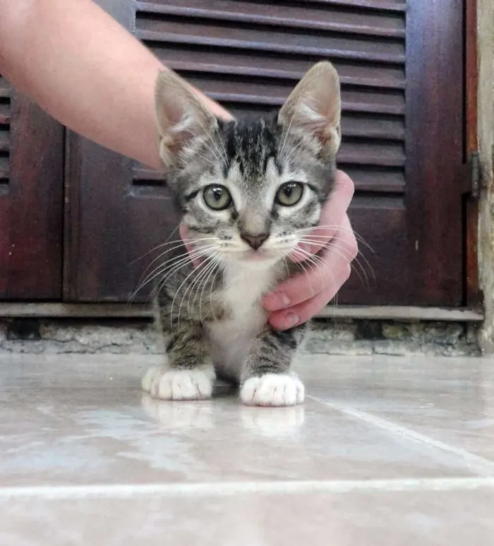 Gato ra a SRD idade 2 a 6 meses nome Julie