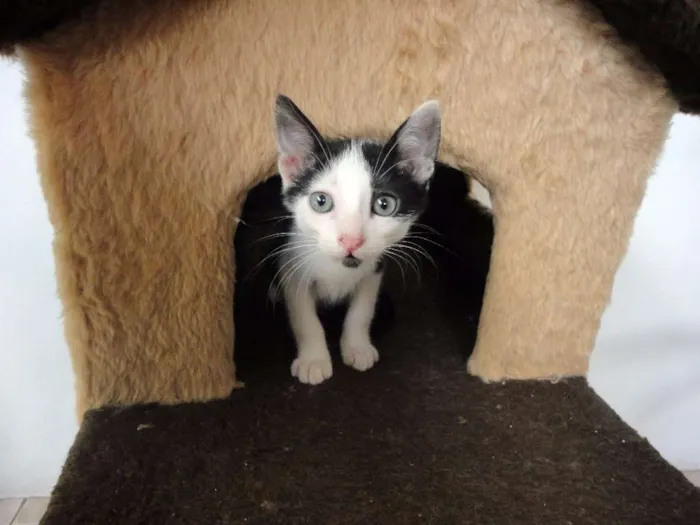 Gato ra a SRD idade 2 a 6 meses nome Tintin