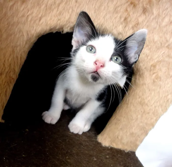 Gato ra a SRD idade 2 a 6 meses nome Tintin