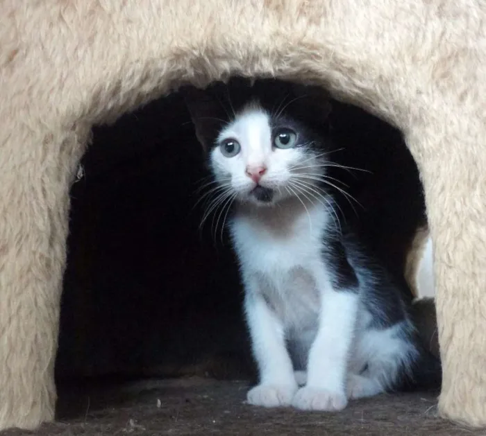 Gato ra a SRD idade 2 a 6 meses nome Tintin