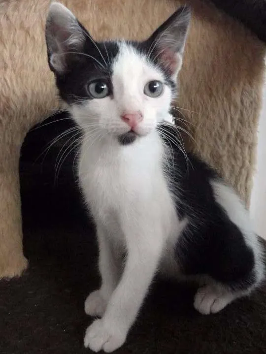 Gato ra a SRD idade 2 a 6 meses nome Tintin