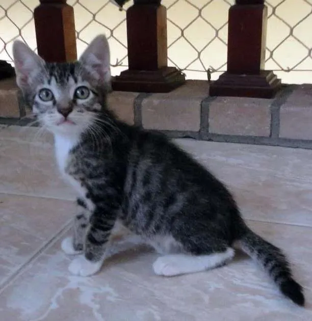 Gato ra a SRD idade 2 a 6 meses nome Julie