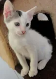 Bolinho