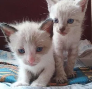 Gato raça  idade Abaixo de 2 meses nome Gatinhos