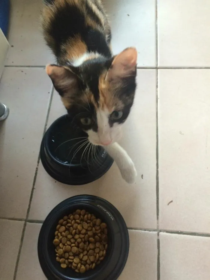 Gato ra a Srd idade Abaixo de 2 meses nome Wendy