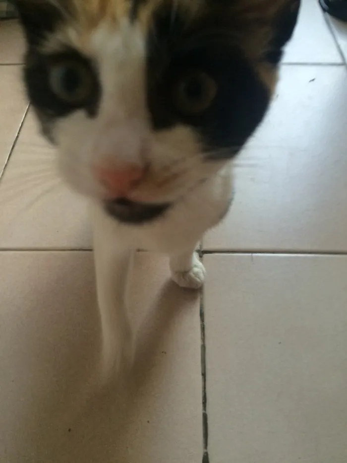 Gato ra a Srd idade Abaixo de 2 meses nome Wendy