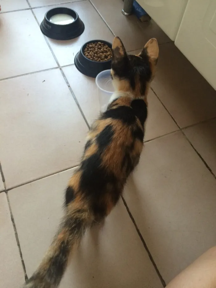 Gato ra a Srd idade Abaixo de 2 meses nome Wendy