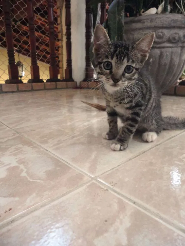 Gato ra a SRD idade 2 a 6 meses nome Jorginho
