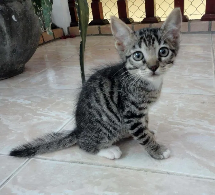 Gato ra a SRD idade 2 a 6 meses nome Jorginho