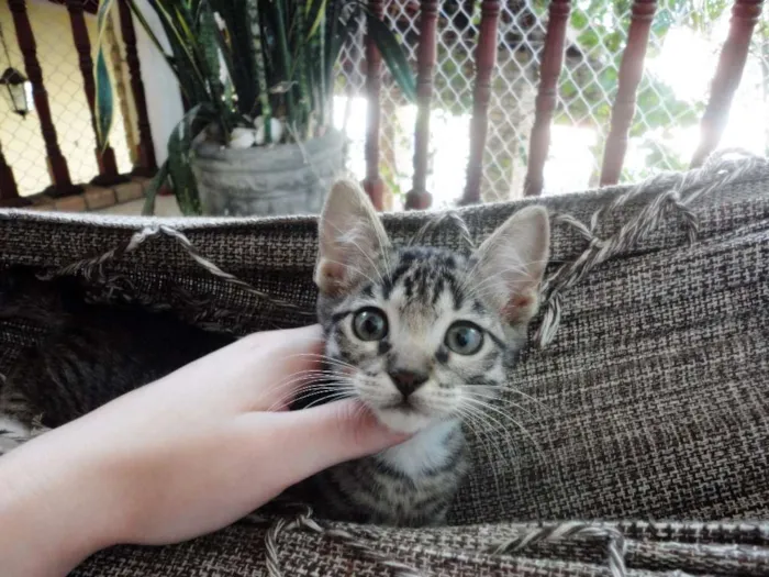 Gato ra a SRD idade 2 a 6 meses nome Jorginho