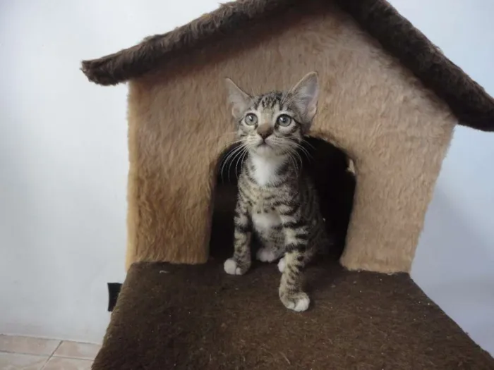 Gato ra a SRD idade 2 a 6 meses nome Jorginho