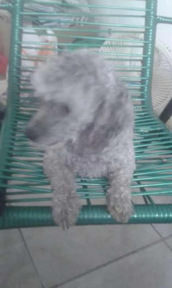 Cachorro ra a poodle idade 6 ou mais anos nome Truly