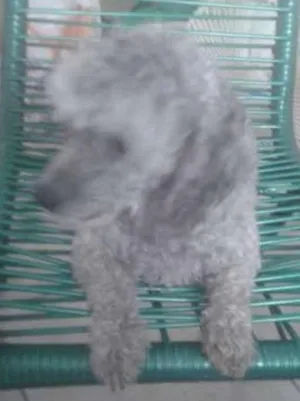 Cachorro raça poodle idade 6 ou mais anos nome Truly