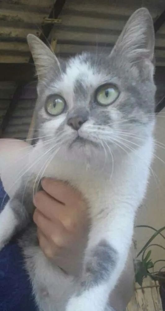 Gato ra a Srd idade 7 a 11 meses nome Esmeralda 