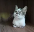 Esmeralda 