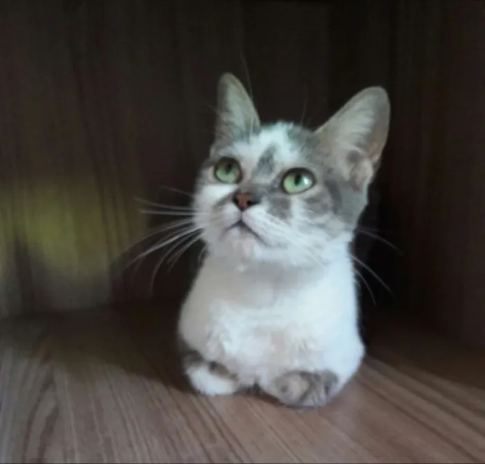 Gato ra a Srd idade 7 a 11 meses nome Esmeralda 