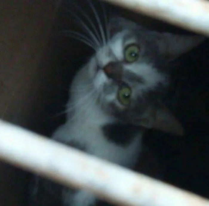 Gato ra a Srd idade 7 a 11 meses nome Esmeralda 