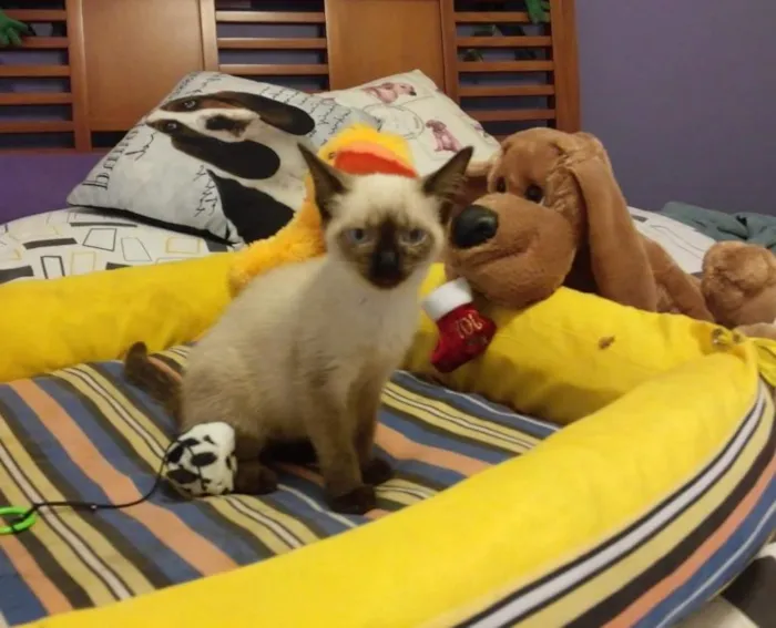 Gato ra a siamês srd  idade Abaixo de 2 meses nome tatá