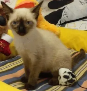 Gato raça siamês srd  idade Abaixo de 2 meses nome tatá