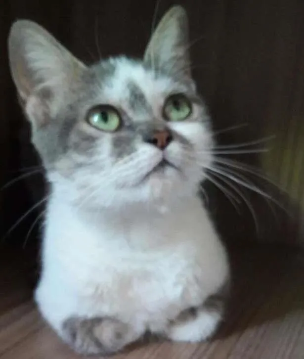 Gato ra a Srd idade 7 a 11 meses nome Esmeralda 