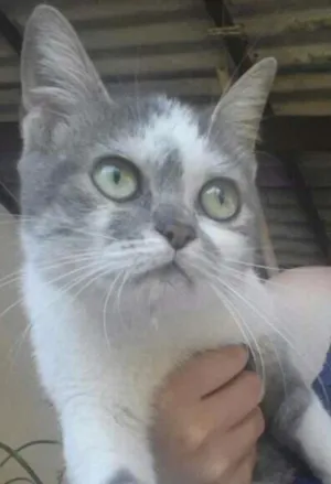 Gato raça Srd idade 7 a 11 meses nome Esmeralda 