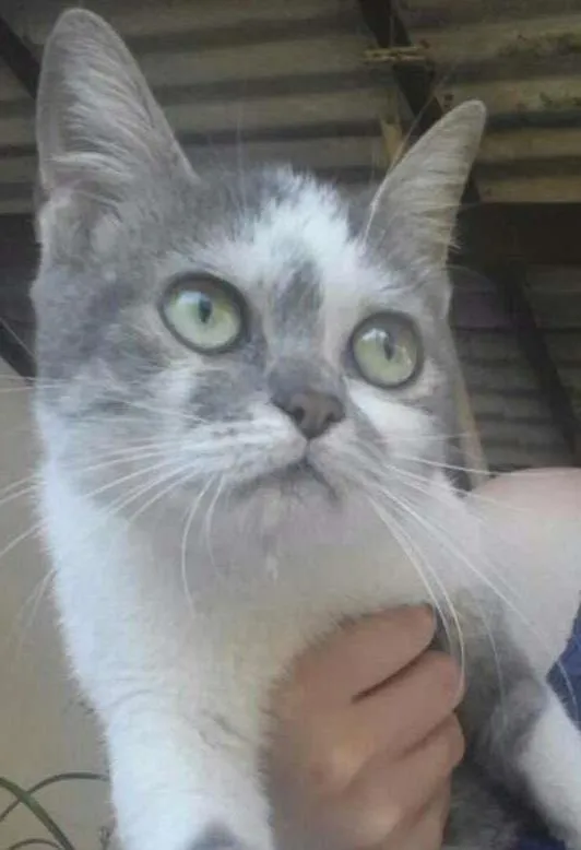 Gato ra a Srd idade 7 a 11 meses nome Esmeralda 