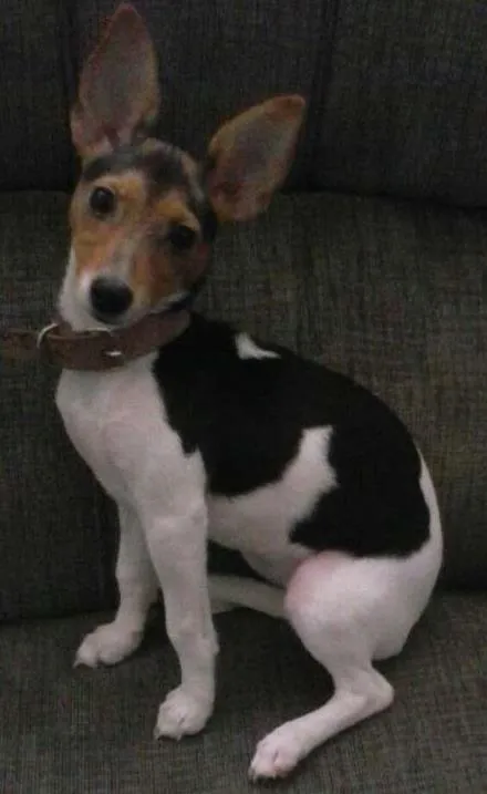 Cachorro ra a Vira lata idade 2 a 6 meses nome Minnie