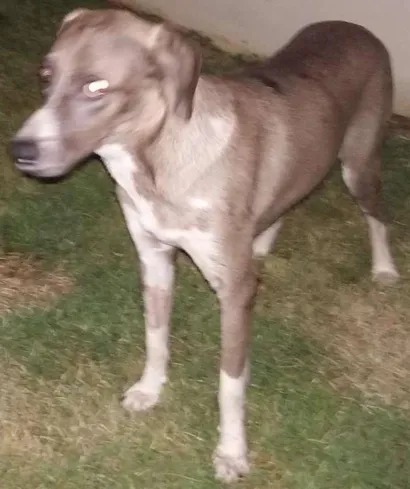 Cachorro raça SRD idade 2 anos nome BLUUH