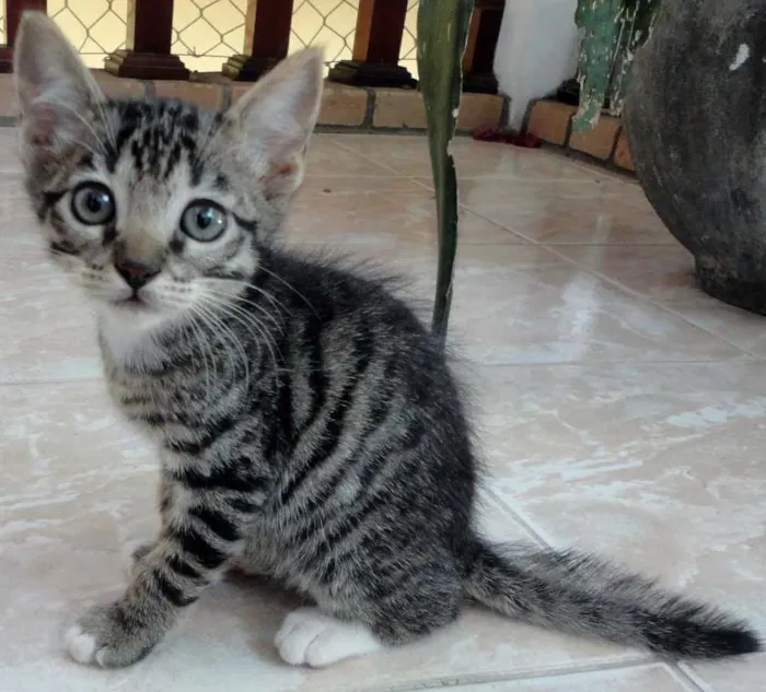 Gato ra a SRD idade 2 a 6 meses nome Jorginho