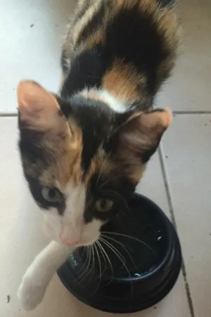 Gato raça Srd idade Abaixo de 2 meses nome Wendy