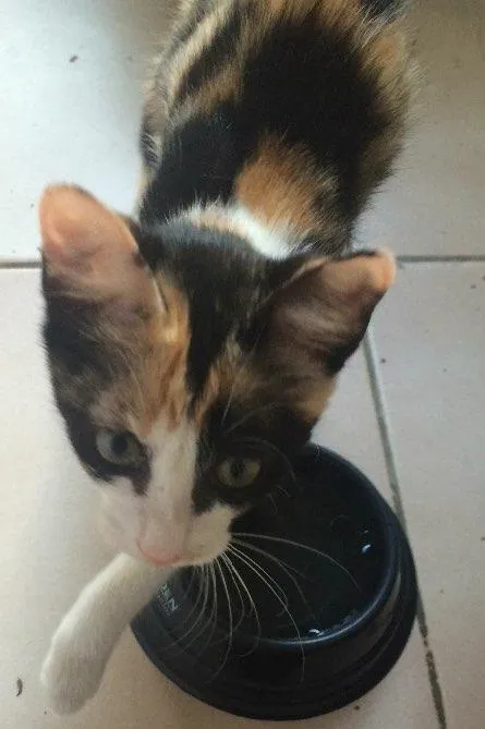 Gato ra a Srd idade Abaixo de 2 meses nome Wendy