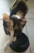 Gato raça Srd idade Abaixo de 2 meses nome Wendy
