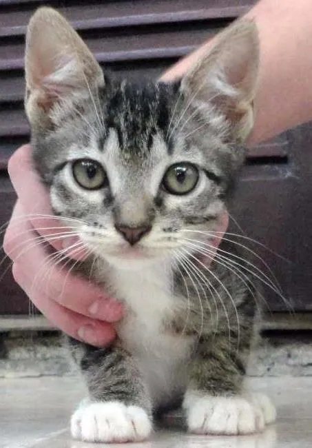 Gato ra a SRD idade 2 a 6 meses nome Julie