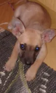Frida