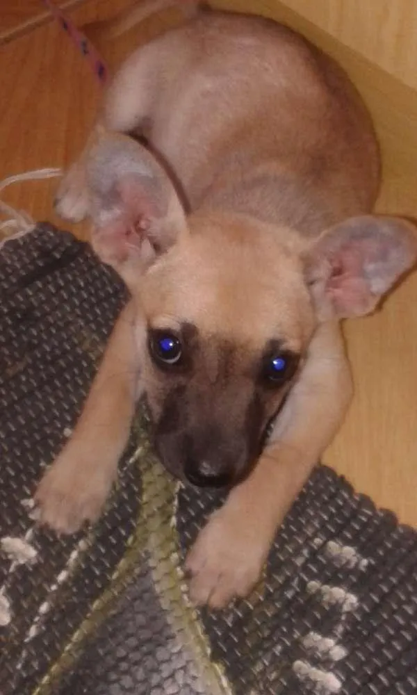 Cachorro ra a viralata mistura pastor belga idade 2 a 6 meses nome Frida