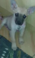 Frida