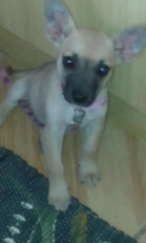 Cachorro ra a viralata mistura pastor belga idade 2 a 6 meses nome Frida