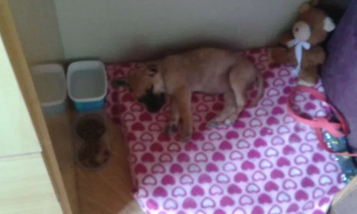 Cachorro ra a viralata mistura pastor belga idade 2 a 6 meses nome Frida