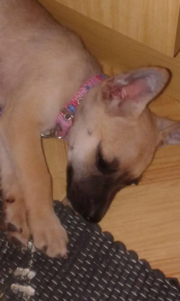 Cachorro ra a viralata mistura pastor belga idade 2 a 6 meses nome Frida