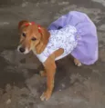 * LUNA *