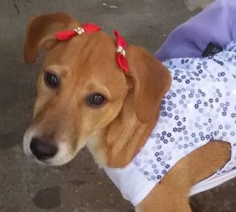 Cachorro ra a SRD idade 2 a 6 meses nome * LUNA * 