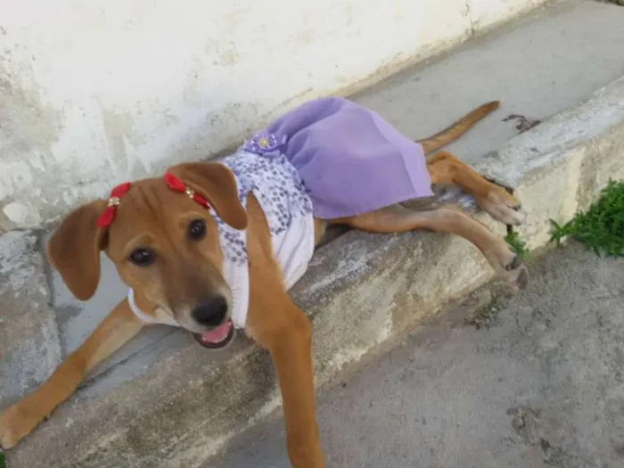 Cachorro ra a SRD idade 2 a 6 meses nome * LUNA * 