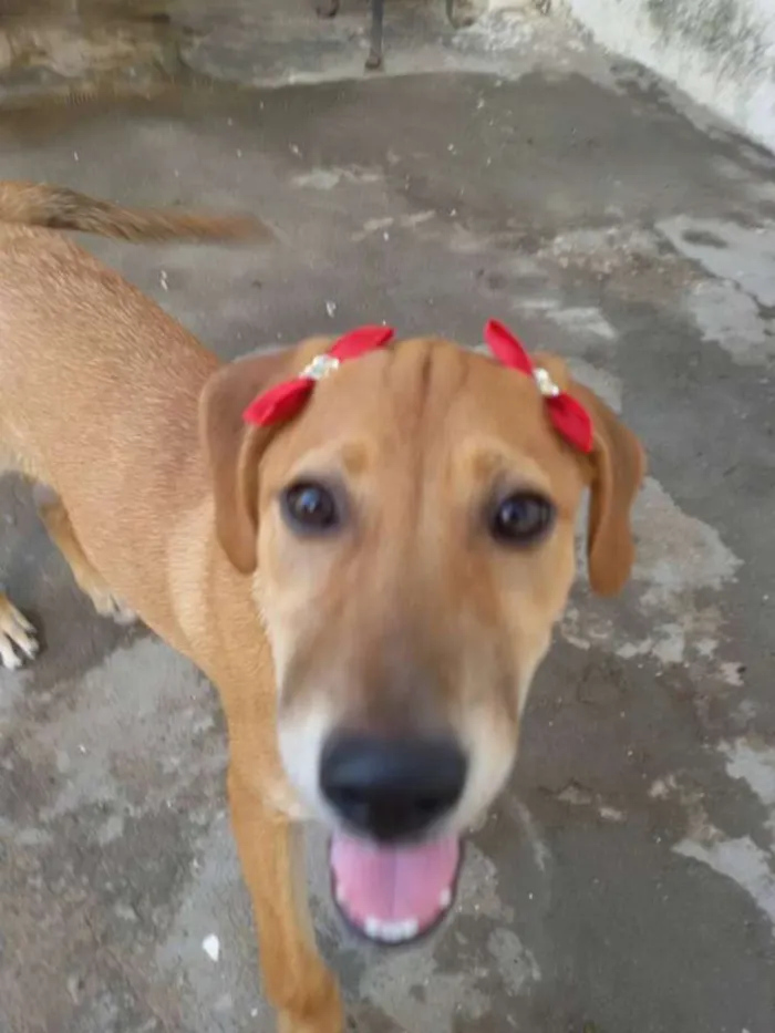 Cachorro ra a SRD idade 2 a 6 meses nome * LUNA * 