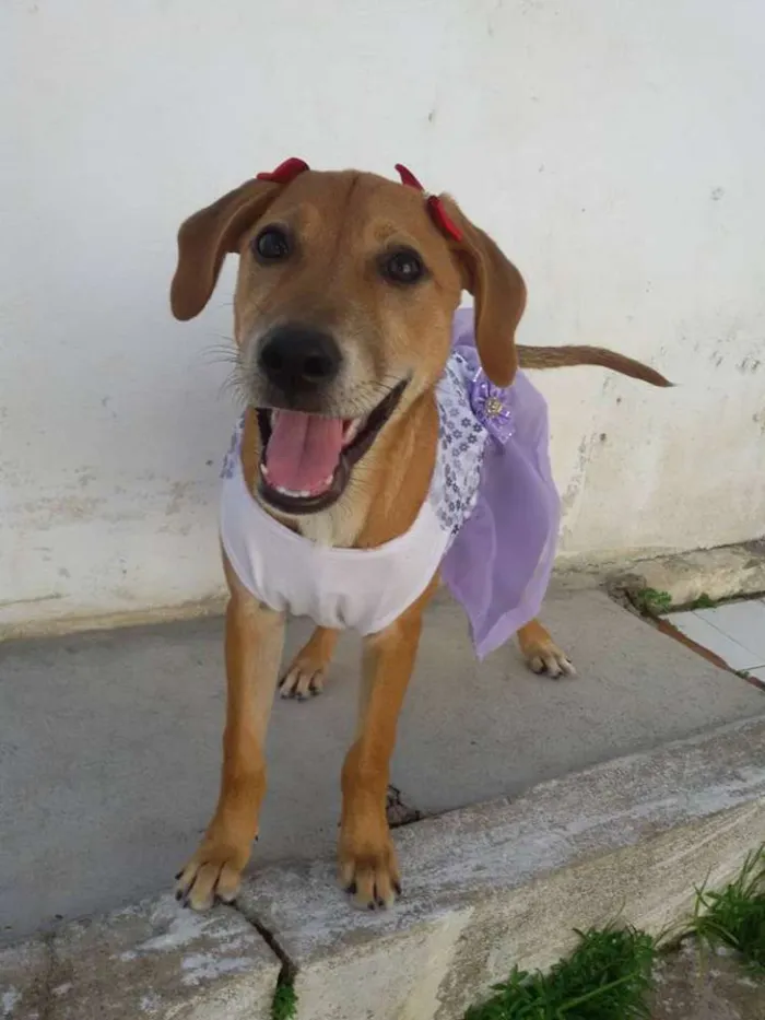 Cachorro ra a SRD idade 2 a 6 meses nome * LUNA * 